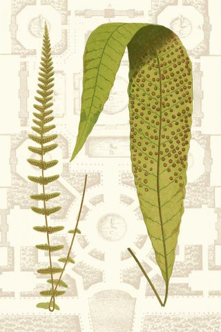 Garden Ferns III White Modern Wood Framed Art Print with Double Matting by Vision Studio