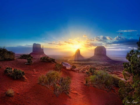 Pink Morning Glory I Black Ornate Wood Framed Art Print with Double Matting by Drost, David