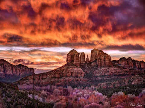 Pink Morning Glory IV Black Ornate Wood Framed Art Print with Double Matting by Drost, David