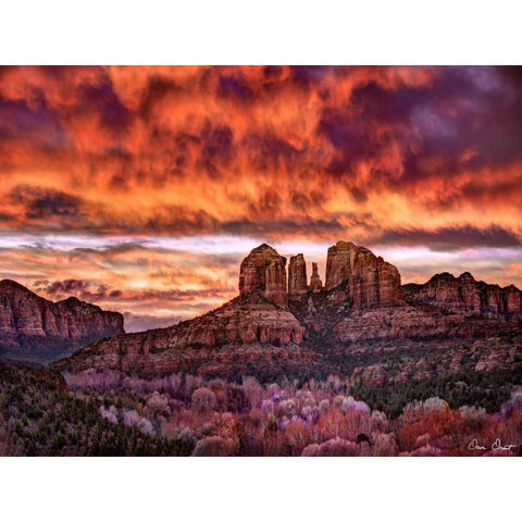 Pink Morning Glory IV Black Modern Wood Framed Art Print with Double Matting by Drost, David