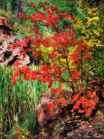 Peaceful Woods I White Modern Wood Framed Art Print with Double Matting by Drost, David