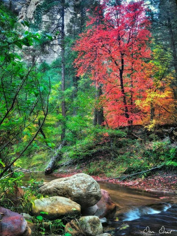 Peaceful Woods II White Modern Wood Framed Art Print with Double Matting by Drost, David