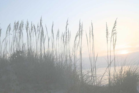 Morning Whisper I Black Ornate Wood Framed Art Print with Double Matting by Chandler, Sharon