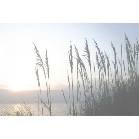 Morning Whisper II White Modern Wood Framed Art Print by Chandler, Sharon