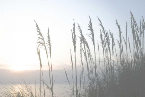 Morning Whisper II White Modern Wood Framed Art Print with Double Matting by Chandler, Sharon