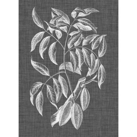 Graphic Foliage III White Modern Wood Framed Art Print by Vision Studio