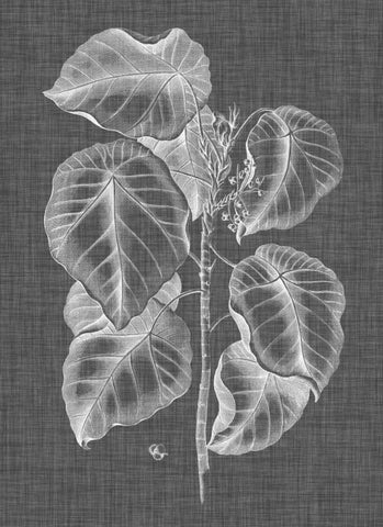 Graphic Foliage IV Black Ornate Wood Framed Art Print with Double Matting by Vision Studio