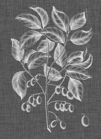 Graphic Foliage V Black Ornate Wood Framed Art Print with Double Matting by Vision Studio