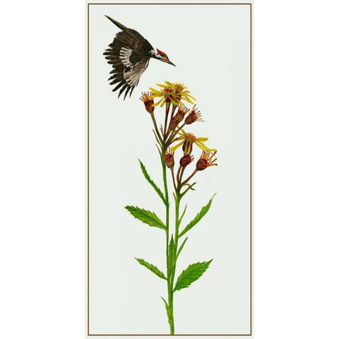 Tephroseris Flammea I White Modern Wood Framed Art Print by Wang, Melissa