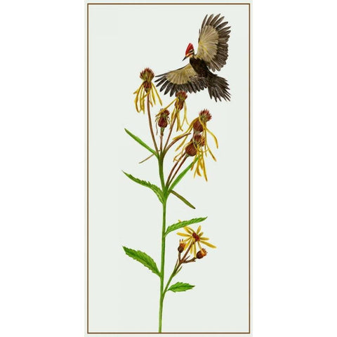 Tephroseris Flammea II White Modern Wood Framed Art Print by Wang, Melissa