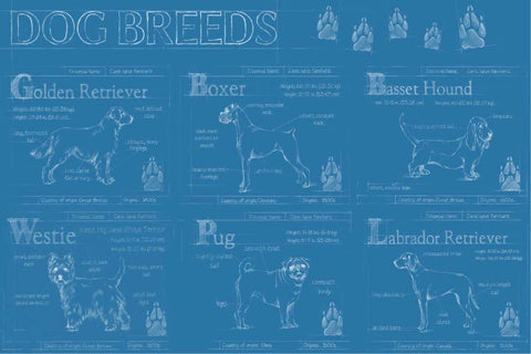 Dog Breeds Infograph Black Ornate Wood Framed Art Print with Double Matting by Harper, Ethan