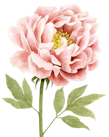 Watercolor Peony I Black Ornate Wood Framed Art Print with Double Matting by Popp, Grace