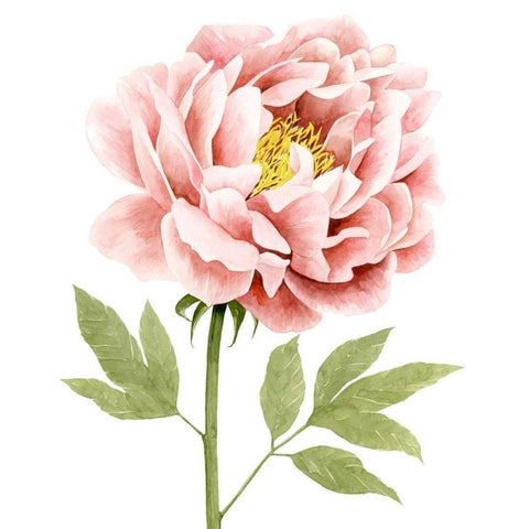 Watercolor Peony I Black Modern Wood Framed Art Print by Popp, Grace