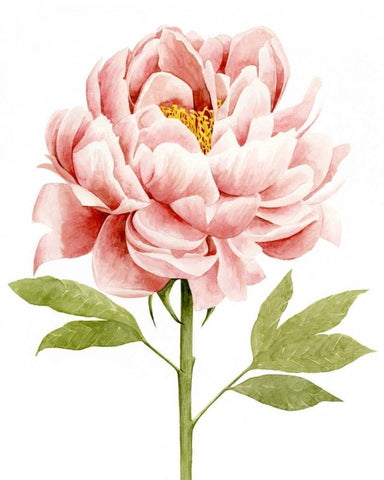 Watercolor Peony II Black Ornate Wood Framed Art Print with Double Matting by Popp, Grace