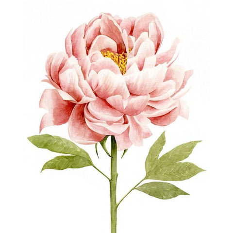Watercolor Peony II Black Modern Wood Framed Art Print by Popp, Grace