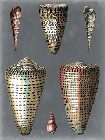 Midnight Shells I Black Ornate Wood Framed Art Print with Double Matting by Redoute, Pierre