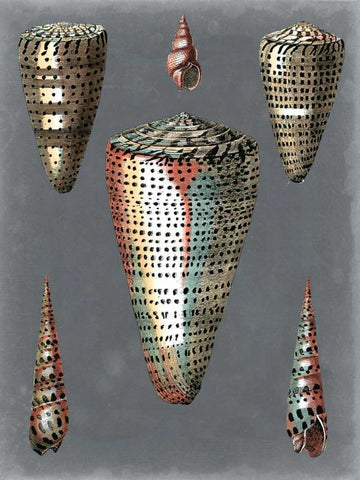 Midnight Shells II Black Ornate Wood Framed Art Print with Double Matting by Redoute, Pierre