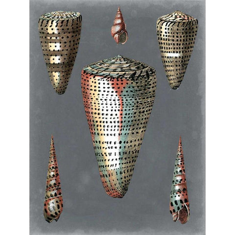 Midnight Shells II Black Modern Wood Framed Art Print by Redoute, Pierre