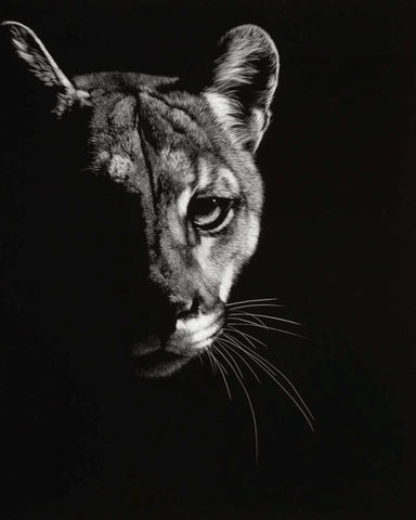 Black Glimpse IV White Modern Wood Framed Art Print with Double Matting by Chapman, Julie T.