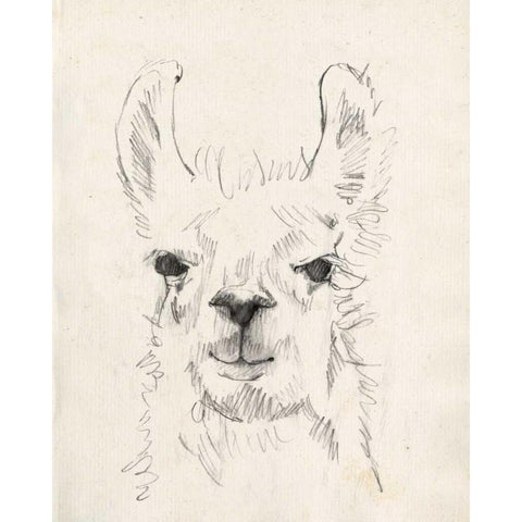 Llama Portrait I White Modern Wood Framed Art Print by Goldberger, Jennifer