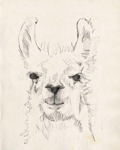 Llama Portrait I Black Ornate Wood Framed Art Print with Double Matting by Goldberger, Jennifer