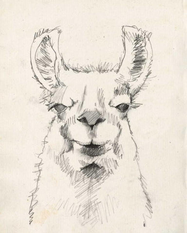 Llama Portrait II White Modern Wood Framed Art Print with Double Matting by Goldberger, Jennifer