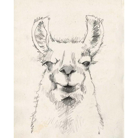 Llama Portrait II White Modern Wood Framed Art Print by Goldberger, Jennifer