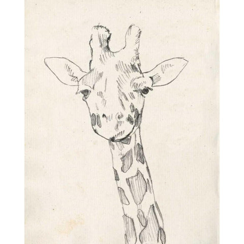 Giraffe Portrait II Black Modern Wood Framed Art Print with Double Matting by Goldberger, Jennifer