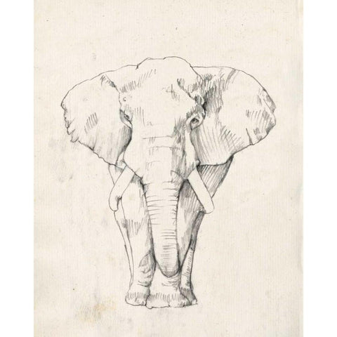 Elephant Portrait I White Modern Wood Framed Art Print by Goldberger, Jennifer