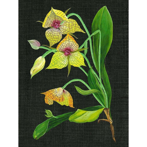 Telipogon Caulescens I Black Modern Wood Framed Art Print with Double Matting by Wang, Melissa