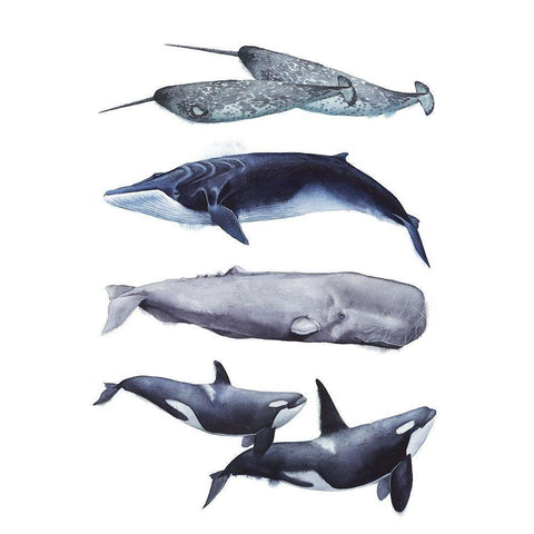 Custom Whale Stack II Black Modern Wood Framed Art Print with Double Matting by Popp, Grace