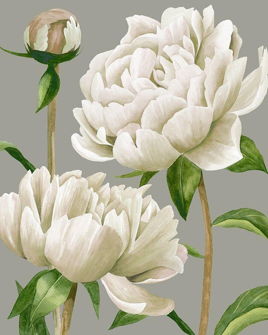Image Only