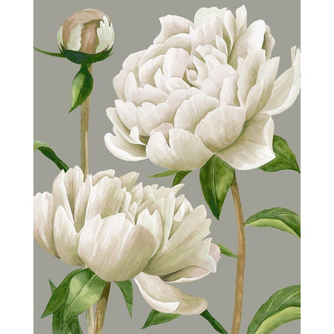 White Peonies I White Modern Wood Framed Art Print by Popp, Grace