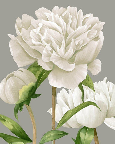 White Peonies II White Modern Wood Framed Art Print with Double Matting by Popp, Grace