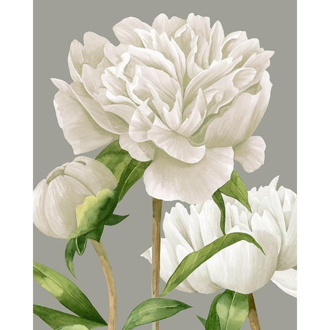 White Peonies II Black Modern Wood Framed Art Print by Popp, Grace