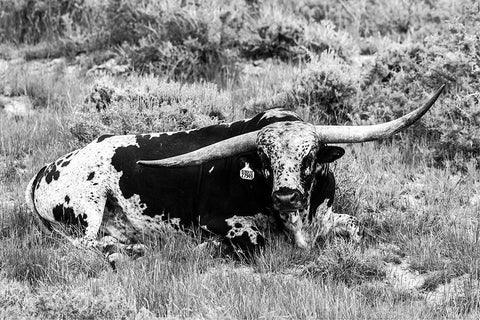 B and W Longhorn I White Modern Wood Framed Art Print with Double Matting by Stockton, Tyler