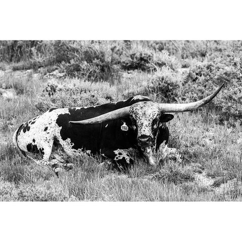 B and W Longhorn I White Modern Wood Framed Art Print by Stockton, Tyler