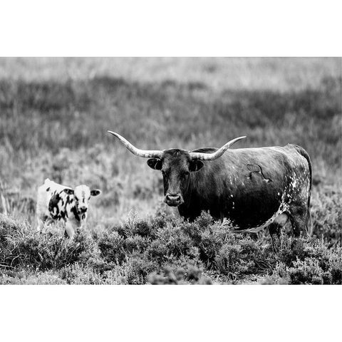 B and W Longhorn II White Modern Wood Framed Art Print by Stockton, Tyler
