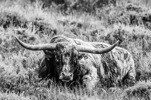 B and W Longhorn III White Modern Wood Framed Art Print with Double Matting by Stockton, Tyler