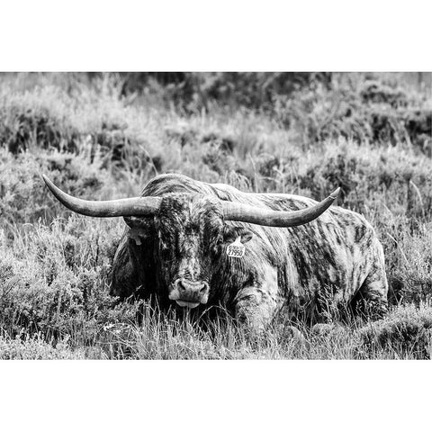 B and W Longhorn III Black Modern Wood Framed Art Print with Double Matting by Stockton, Tyler