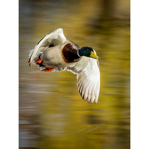 Mallard Flight I White Modern Wood Framed Art Print by Stockton, Tyler