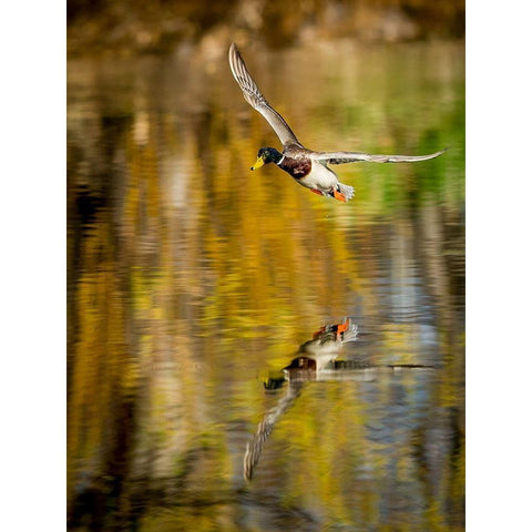 Mallard Flight II Gold Ornate Wood Framed Art Print with Double Matting by Stockton, Tyler