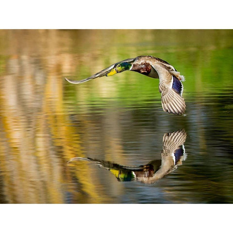 Mallard Flight III Gold Ornate Wood Framed Art Print with Double Matting by Stockton, Tyler
