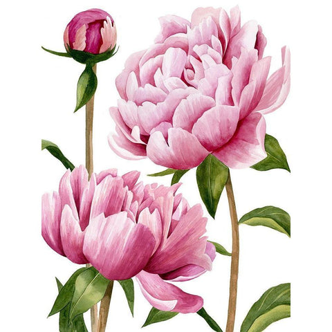Winsome Peonies I Gold Ornate Wood Framed Art Print with Double Matting by Popp, Grace
