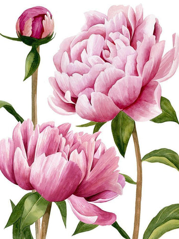 Winsome Peonies I Black Ornate Wood Framed Art Print with Double Matting by Popp, Grace