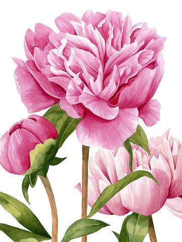 Winsome Peonies II Black Ornate Wood Framed Art Print with Double Matting by Popp, Grace
