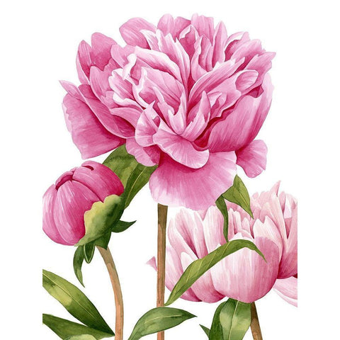 Winsome Peonies II White Modern Wood Framed Art Print by Popp, Grace