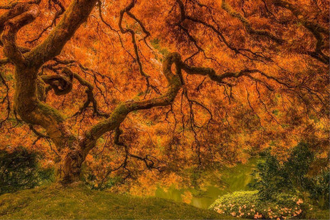 Radiant Maple I White Modern Wood Framed Art Print with Double Matting by Schwartz, Don