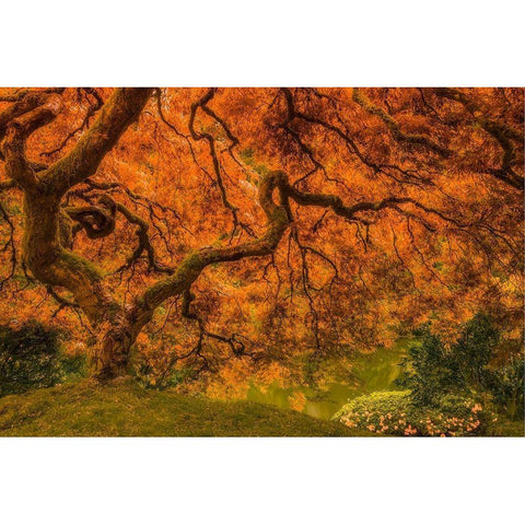 Radiant Maple I Black Modern Wood Framed Art Print by Schwartz, Don
