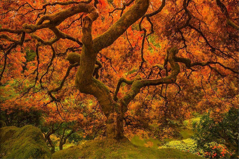 Radiant Maple II White Modern Wood Framed Art Print with Double Matting by Schwartz, Don